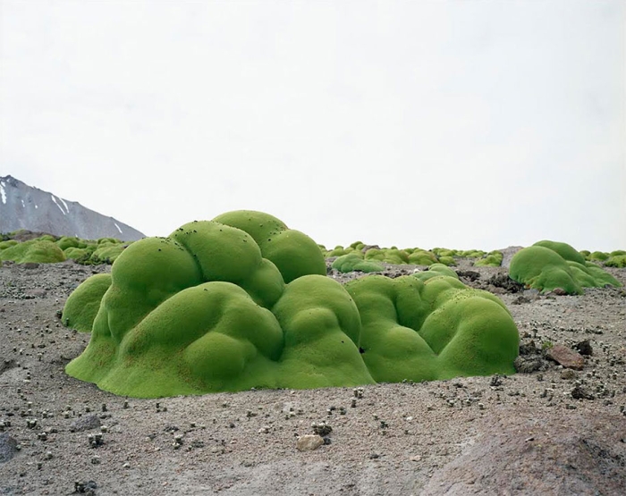 oldest-living-things-in-the-world-rachel-sussman-5