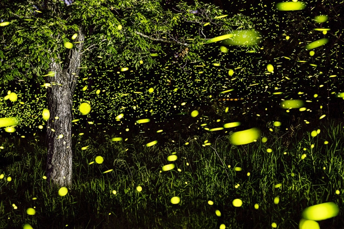 firefly-time-lapse-photography-vincent-brady-9