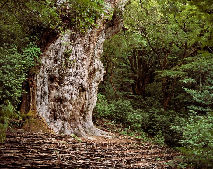 oldest-living-things-in-the-world-rachel-sussman-2