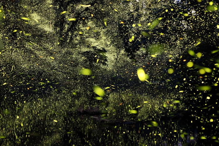 firefly-time-lapse-photography-vincent-brady-11