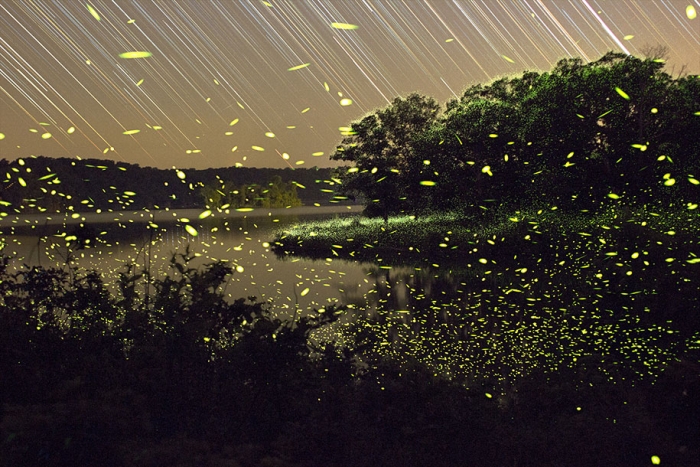 firefly-time-lapse-photography-vincent-brady-1