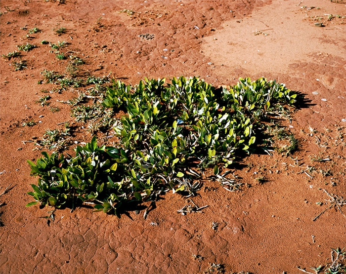 oldest-living-things-in-the-world-rachel-sussman-1
