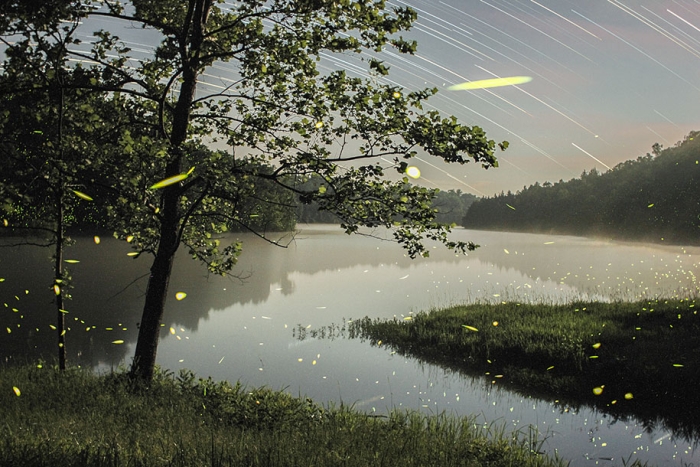 firefly-time-lapse-photography-vincent-brady-2