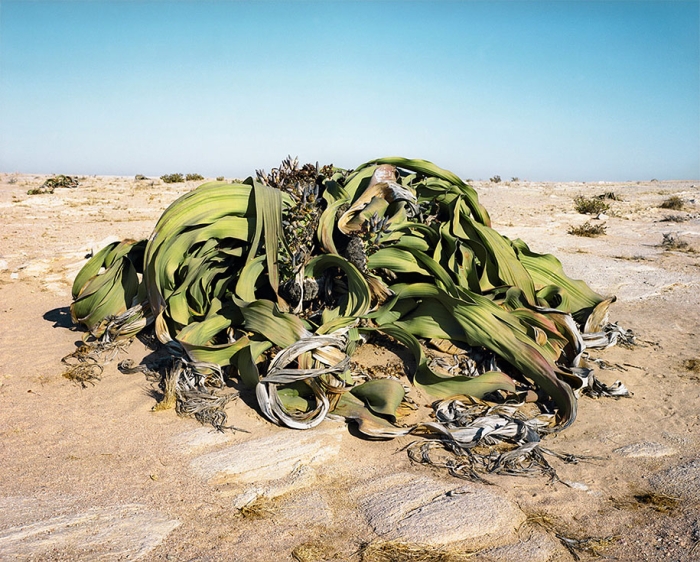 oldest-living-things-in-the-world-rachel-sussman-6