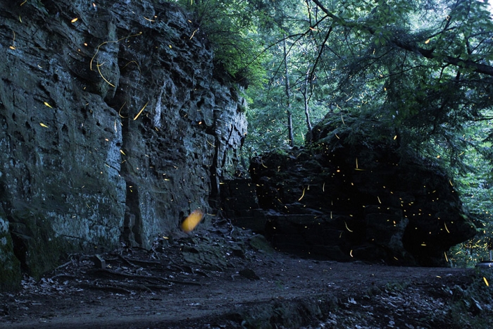 firefly-time-lapse-photography-vincent-brady-3