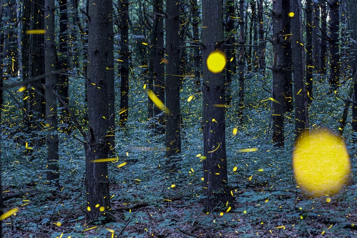 firefly-time-lapse-photography-vincent-brady-6