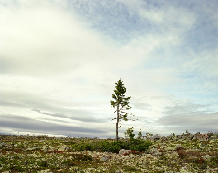 oldest-living-things-in-the-world-rachel-sussman-4