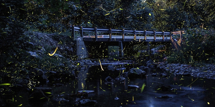 firefly-time-lapse-photography-vincent-brady-7