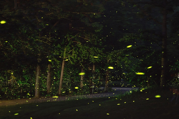 firefly-time-lapse-photography-vincent-brady-8