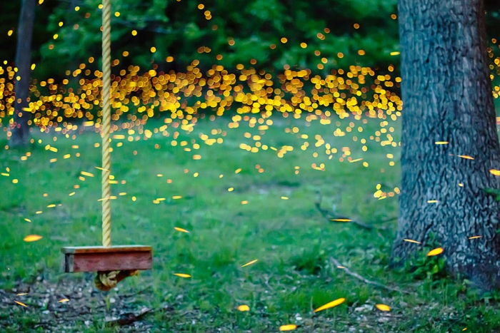 firefly-time-lapse-photography-vincent-brady-5