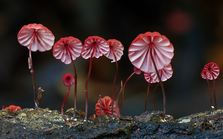 A Magical World Of Rare Mushrooms Revealed By Steve Axford | Demilked