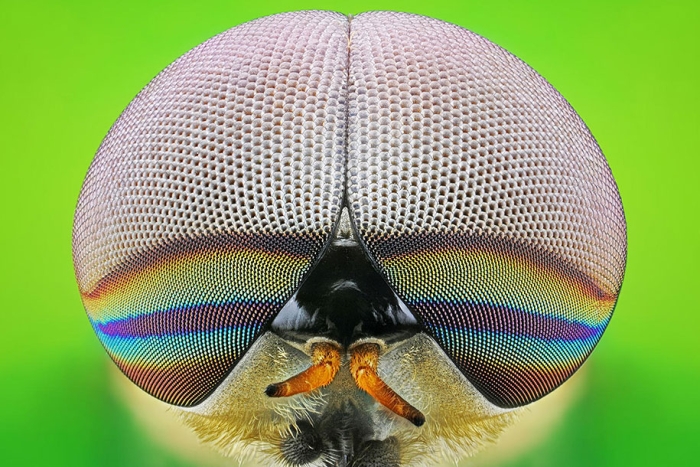 insects-macro-photography-donald-jusa-5