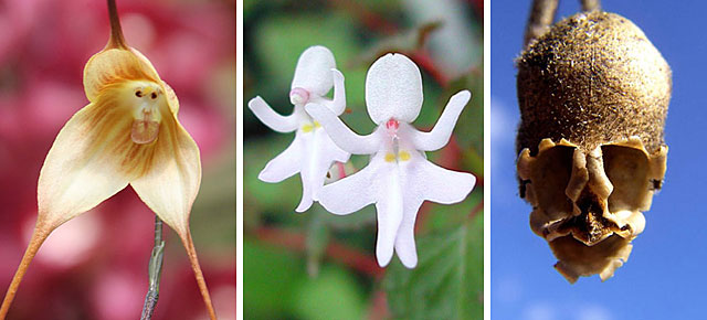 17 Flowers Masterfully Disguised As Something Else