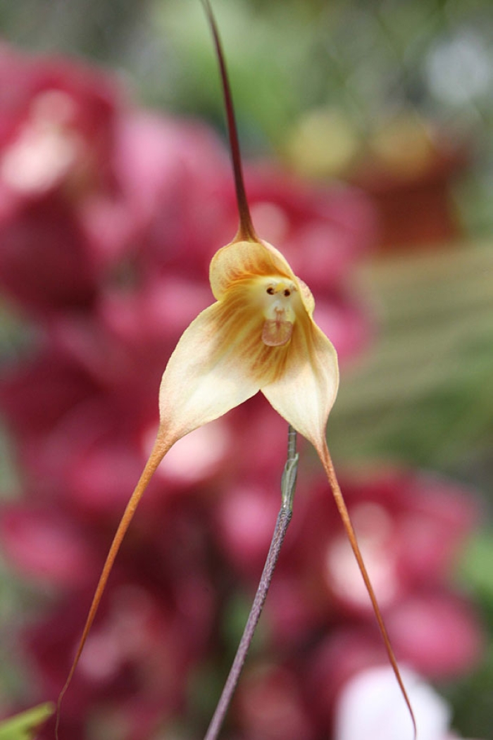 flowers-look-like-something-else-orchids-pareidolia-4
