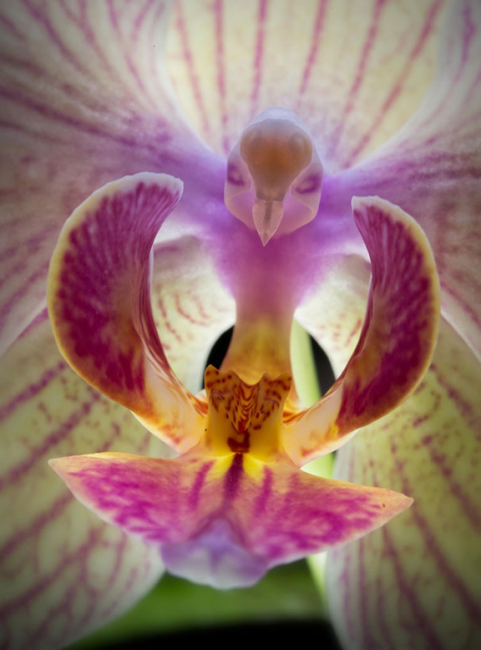 flowers-look-like-something-else-orchids-pareidolia-7