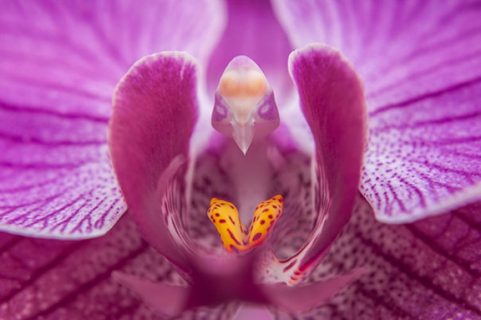 flowers-look-like-something-else-orchids-pareidolia-8