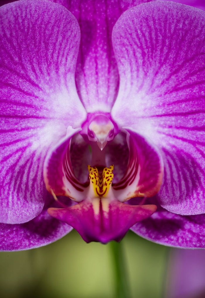 flowers-look-like-something-else-orchids-pareidolia-9