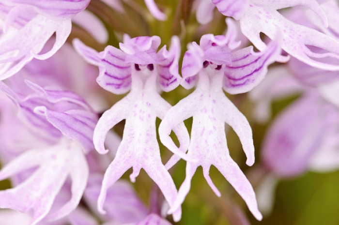 flowers-look-like-something-else-orchids-pareidolia-15
