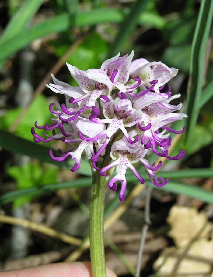 flowers-look-like-something-else-orchids-pareidolia-16