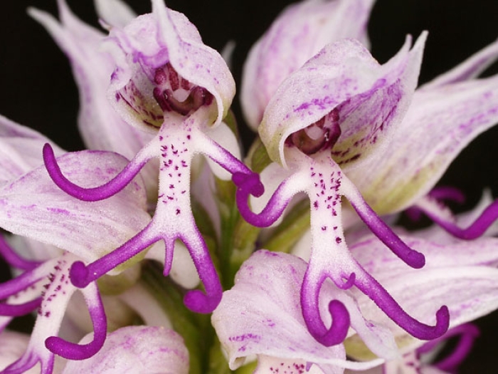 flowers-look-like-something-else-orchids-pareidolia-17