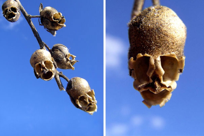 flowers-look-like-something-else-orchids-pareidolia-29