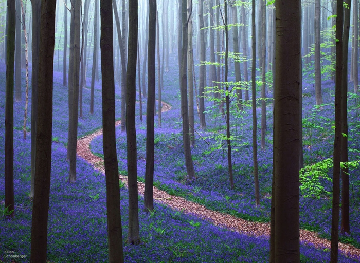 bluebell-forest-hallerbos-belgium-nature-photography-1