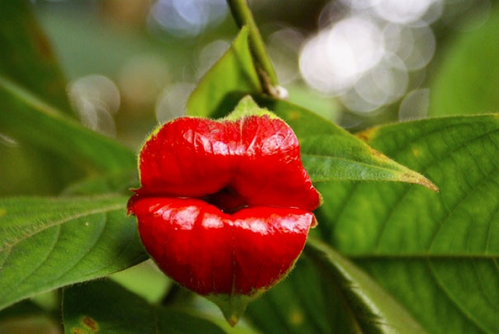 flowers-look-like-something-else-orchids-pareidolia-18