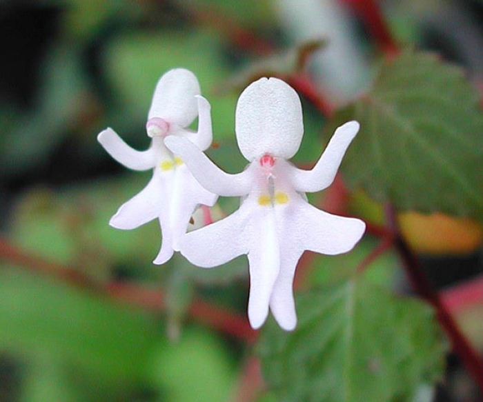 flowers-look-like-something-else-orchids-pareidolia-30