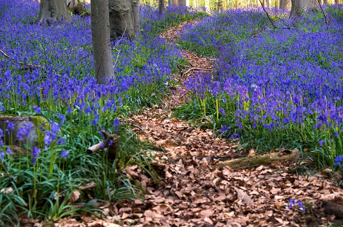 bluebell-forest-hallerbos-belgium-nature-photography-3