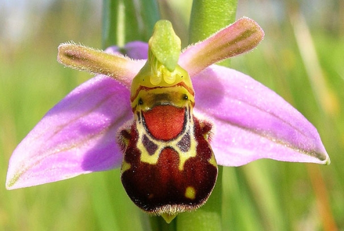 flowers-look-like-something-else-orchids-pareidolia-12