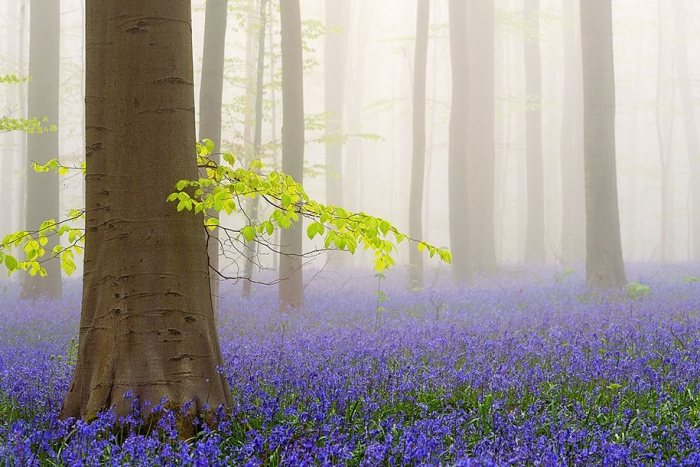 bluebell-forest-hallerbos-belgium-nature-photography-4