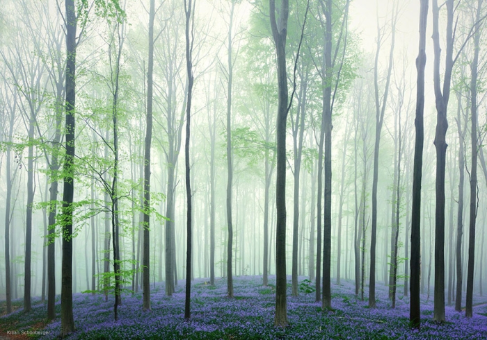 bluebell-forest-hallerbos-belgium-nature-photography-5