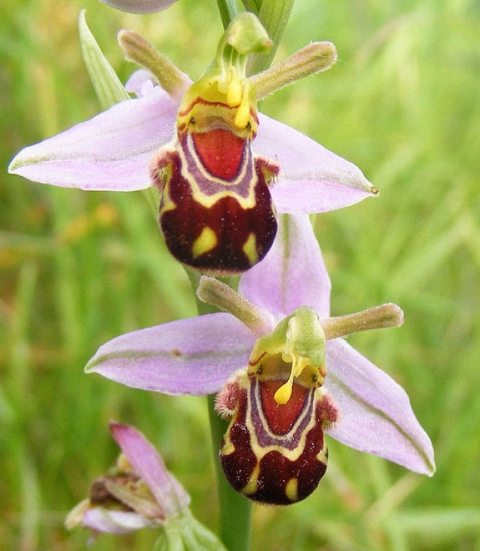 flowers-look-like-something-else-orchids-pareidolia-14
