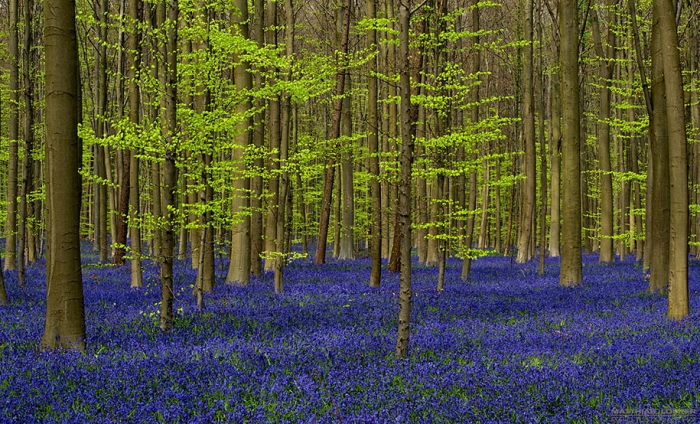 bluebell-forest-hallerbos-belgium-nature-photography-6