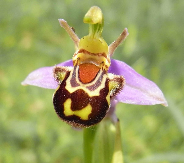flowers-look-like-something-else-orchids-pareidolia-13
