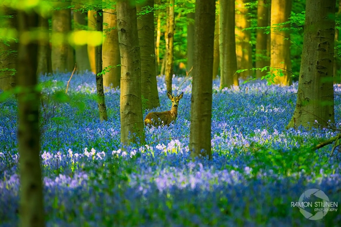 bluebell-forest-hallerbos-belgium-nature-photography-7