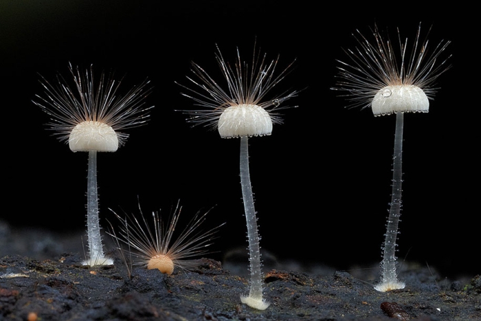 fungi-mushrooms-photography-steve-axford-28