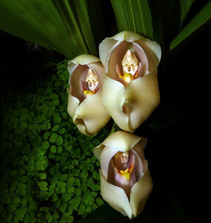 flowers-look-like-something-else-orchids-pareidolia-3