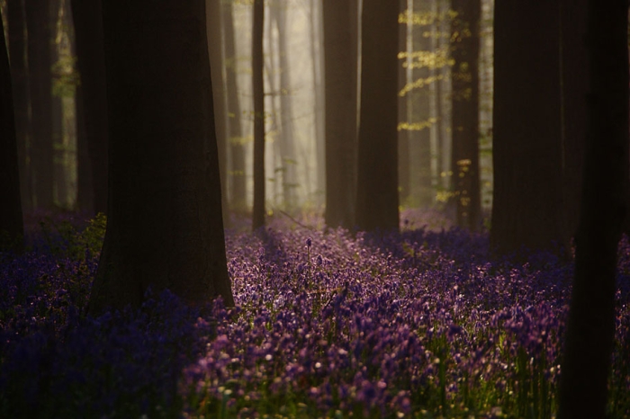 bluebell-forest-hallerbos-belgium-nature-photography-8
