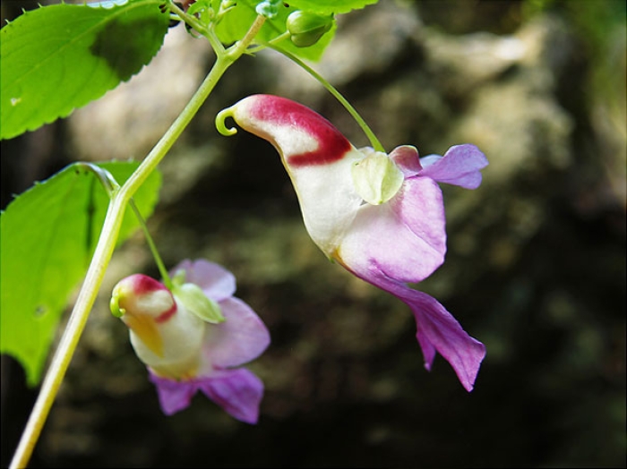 flowers-look-like-something-else-orchids-pareidolia-19