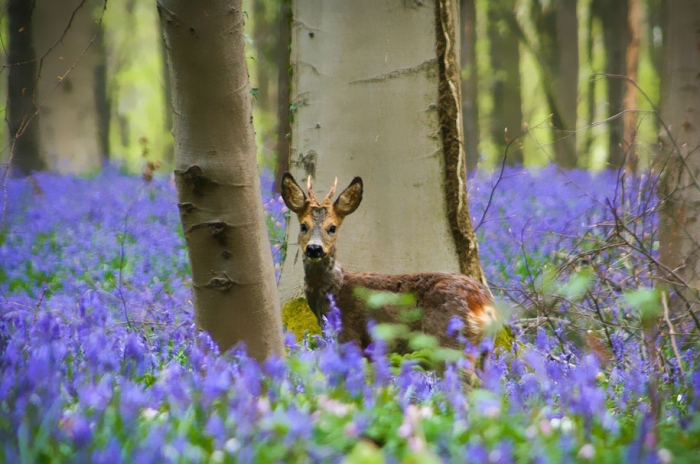 bluebell-forest-hallerbos-belgium-nature-photography-9