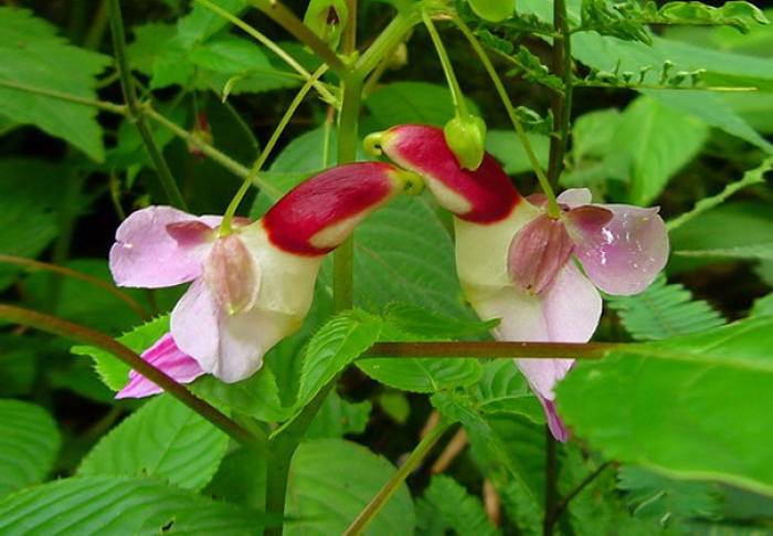 flowers-look-like-something-else-orchids-pareidolia-20
