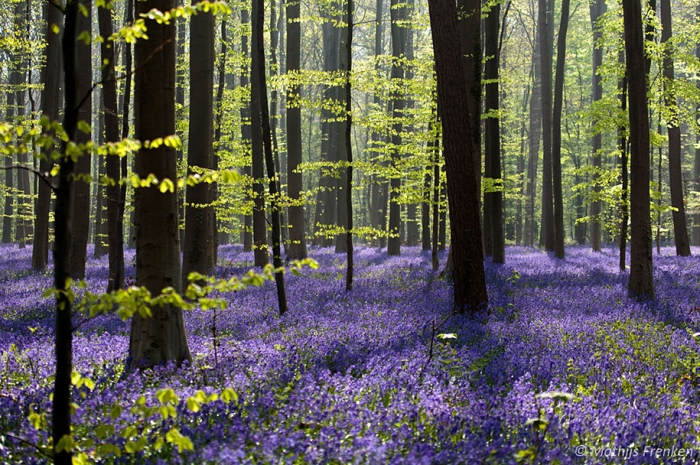bluebell-forest-hallerbos-belgium-nature-photography-10