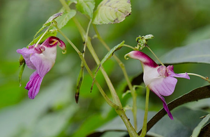 flowers-look-like-something-else-orchids-pareidolia-21