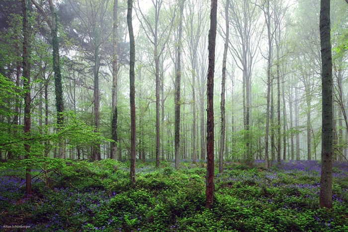 bluebell-forest-hallerbos-belgium-nature-photography-11