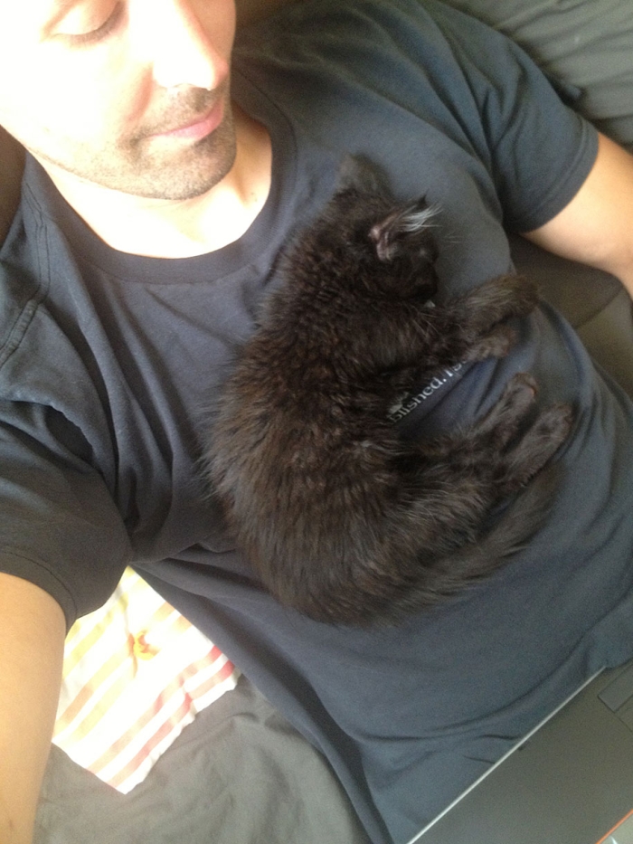 climbing-adopted-cat-craig-armstrong-millie-25