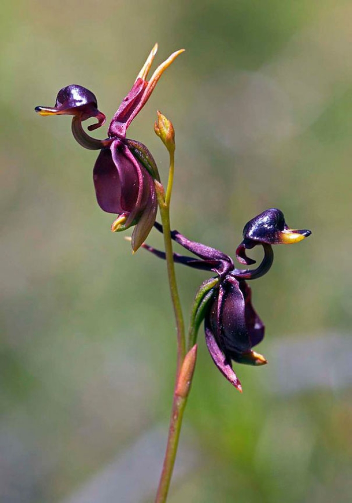 flowers-look-like-something-else-orchids-pareidolia-24