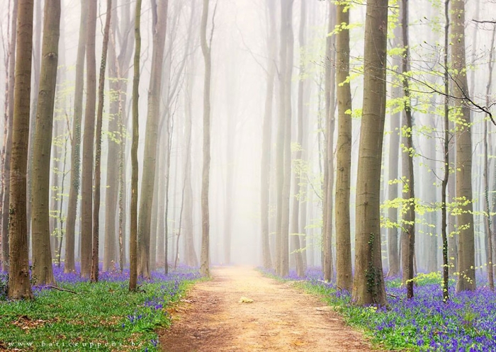 bluebell-forest-hallerbos-belgium-nature-photography-12
