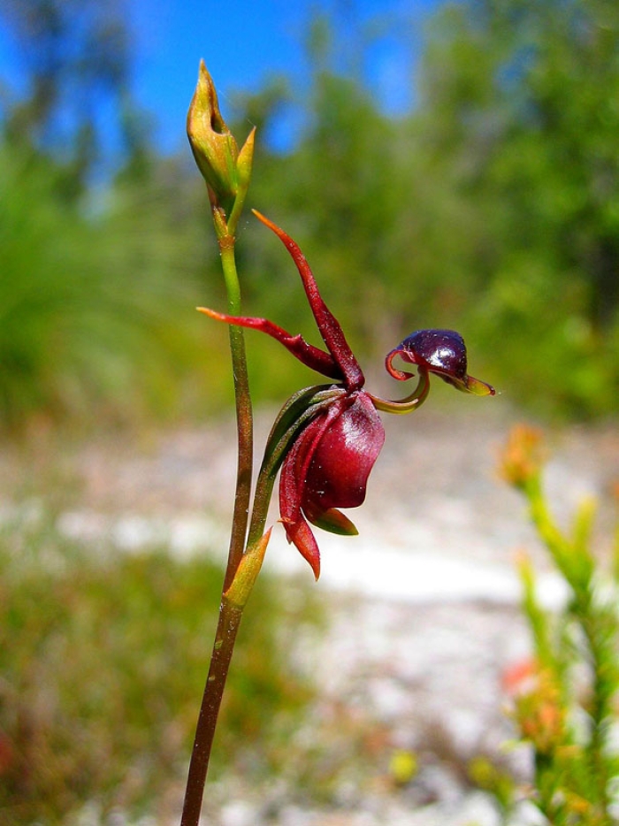 flowers-look-like-something-else-orchids-pareidolia-25