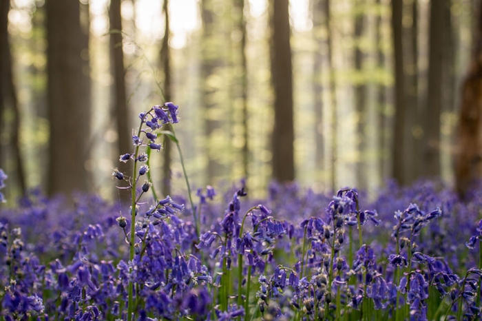 bluebell-forest-hallerbos-belgium-nature-photography-13